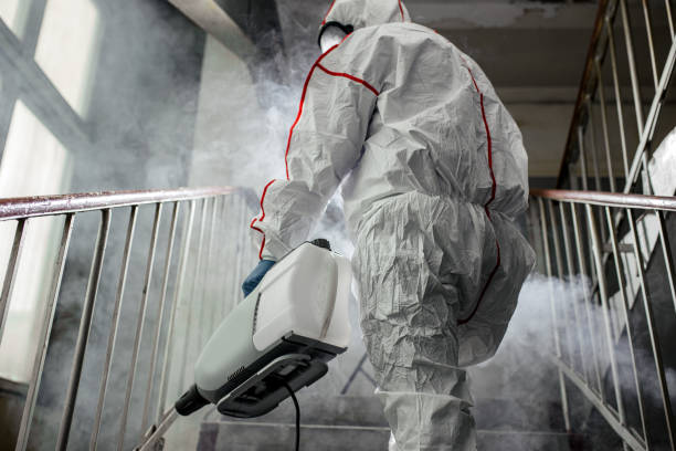 Professional Mold Removal in Zephyrhills, FL